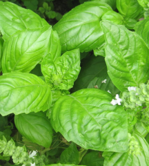 Samen Basilikum Neapolitanisches Basilik